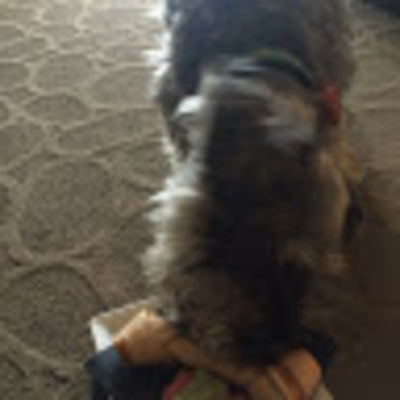 Meet your Posher, Chi - Picture 1 of 1